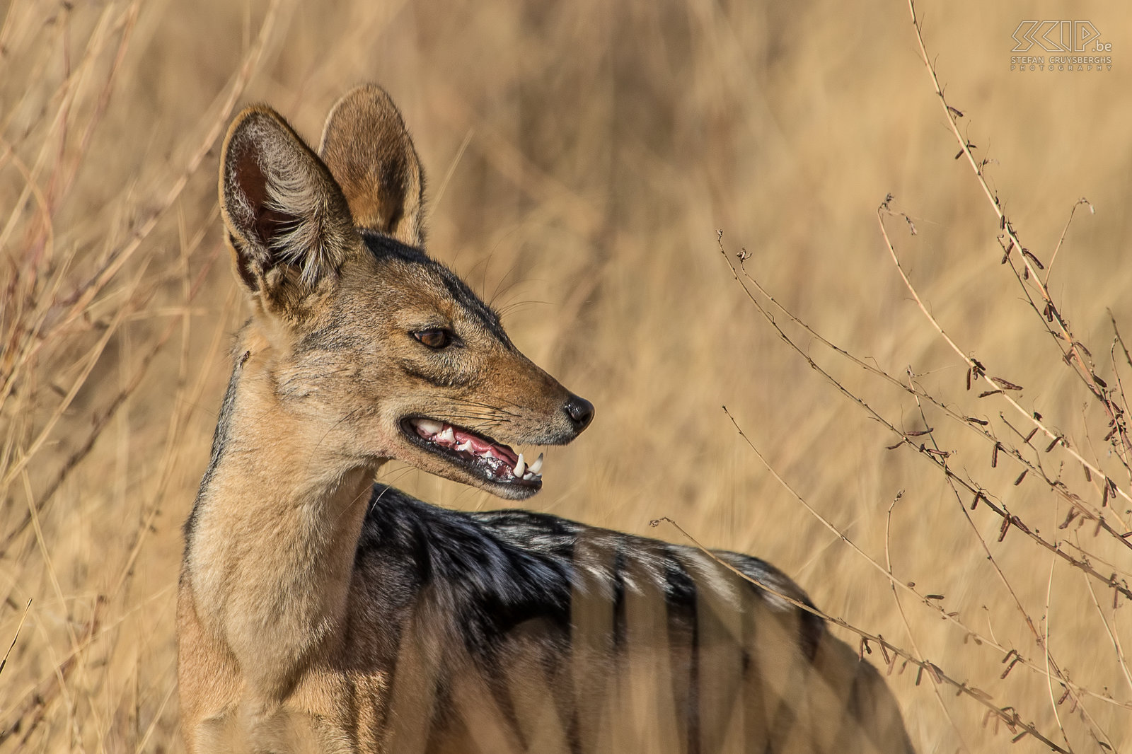 Samburu - Close-up jakhals Close-up foto van een zadeljakhals (Black-backed jackal, Canis mesomelas) in Samburu NP. Stefan Cruysberghs